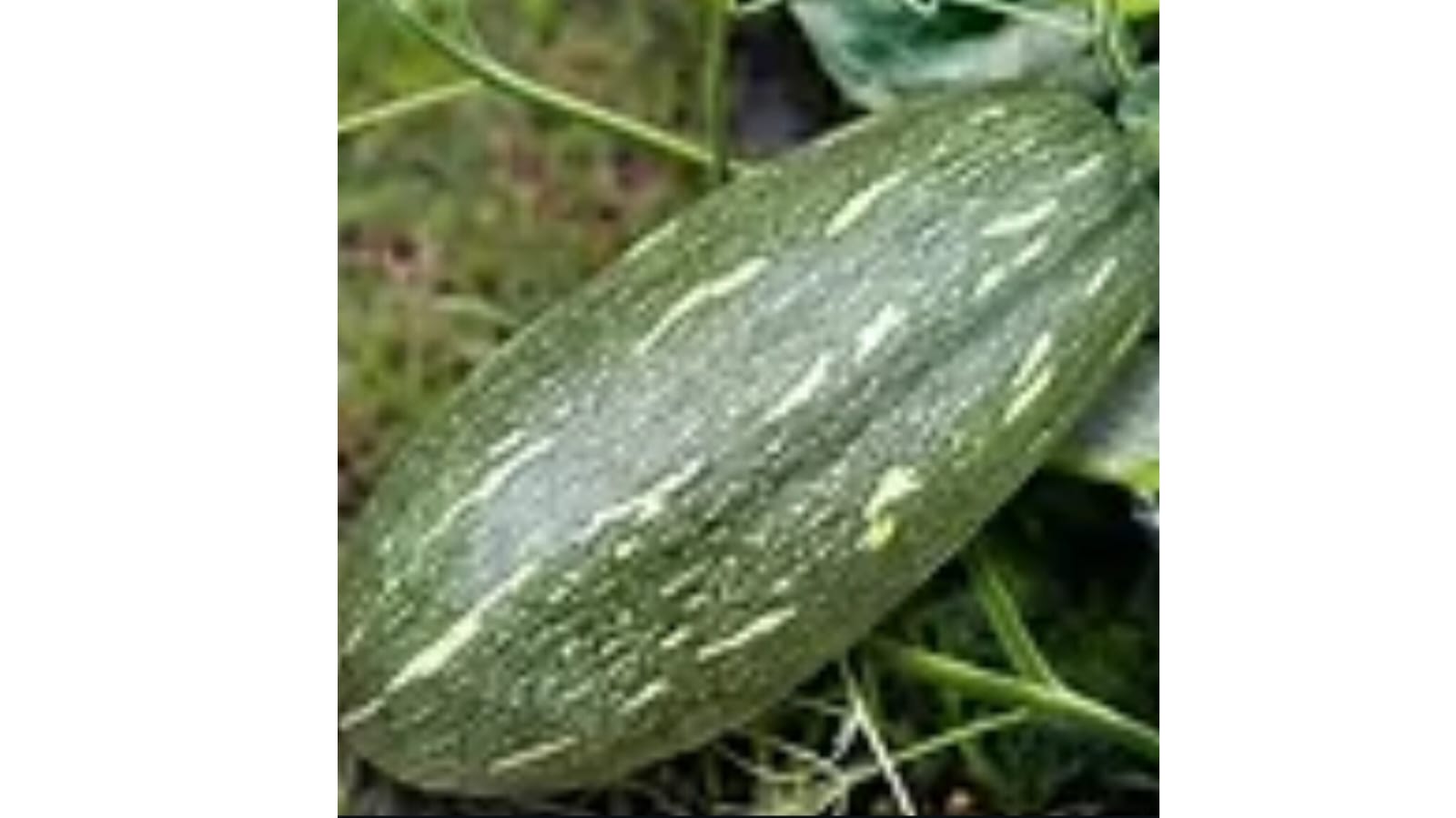 Desi Long Pumpkin – native vegetable seeds for Indian home garden