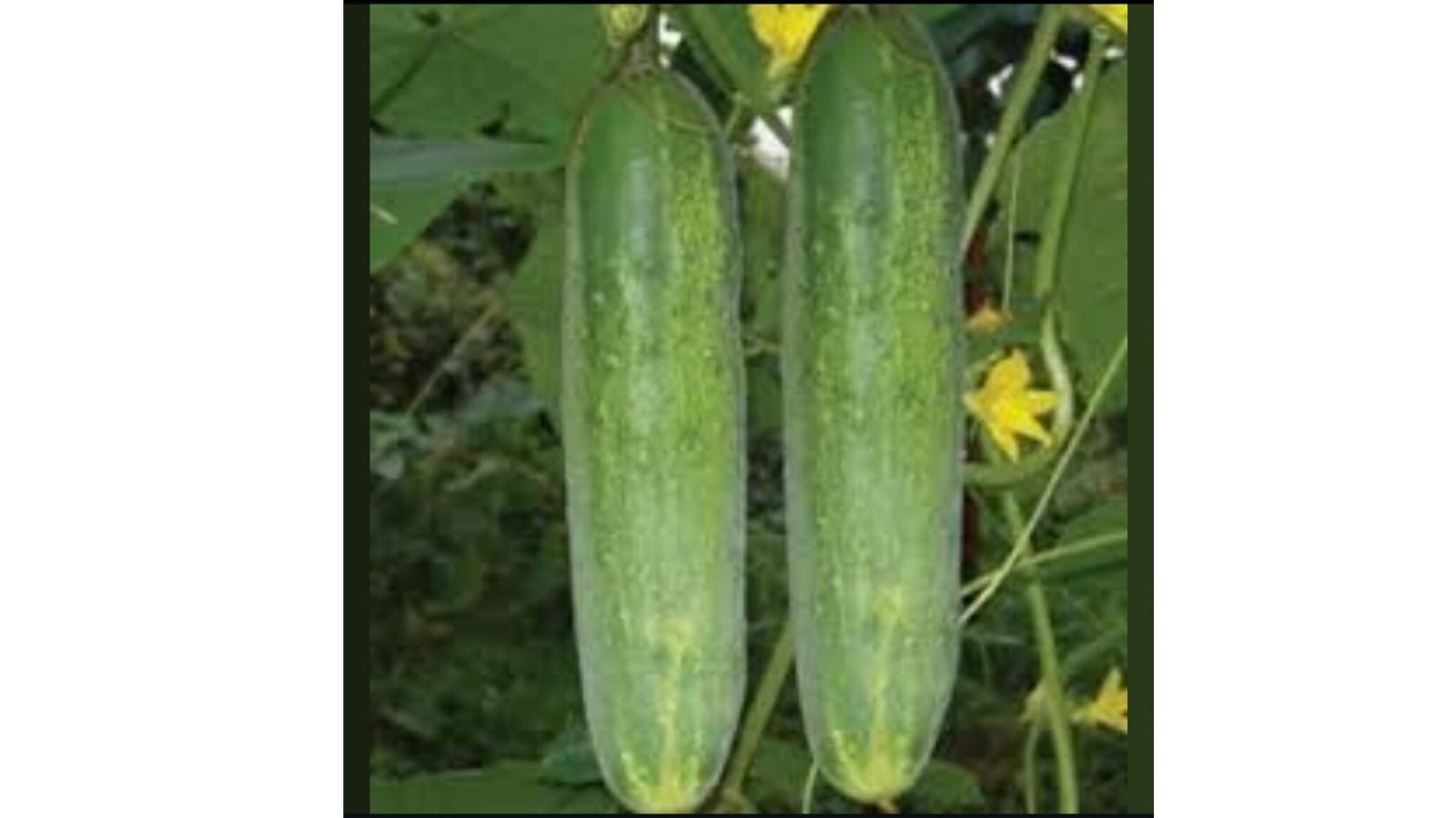 Salad Cucumber – native vegetable seeds for Indian home garden