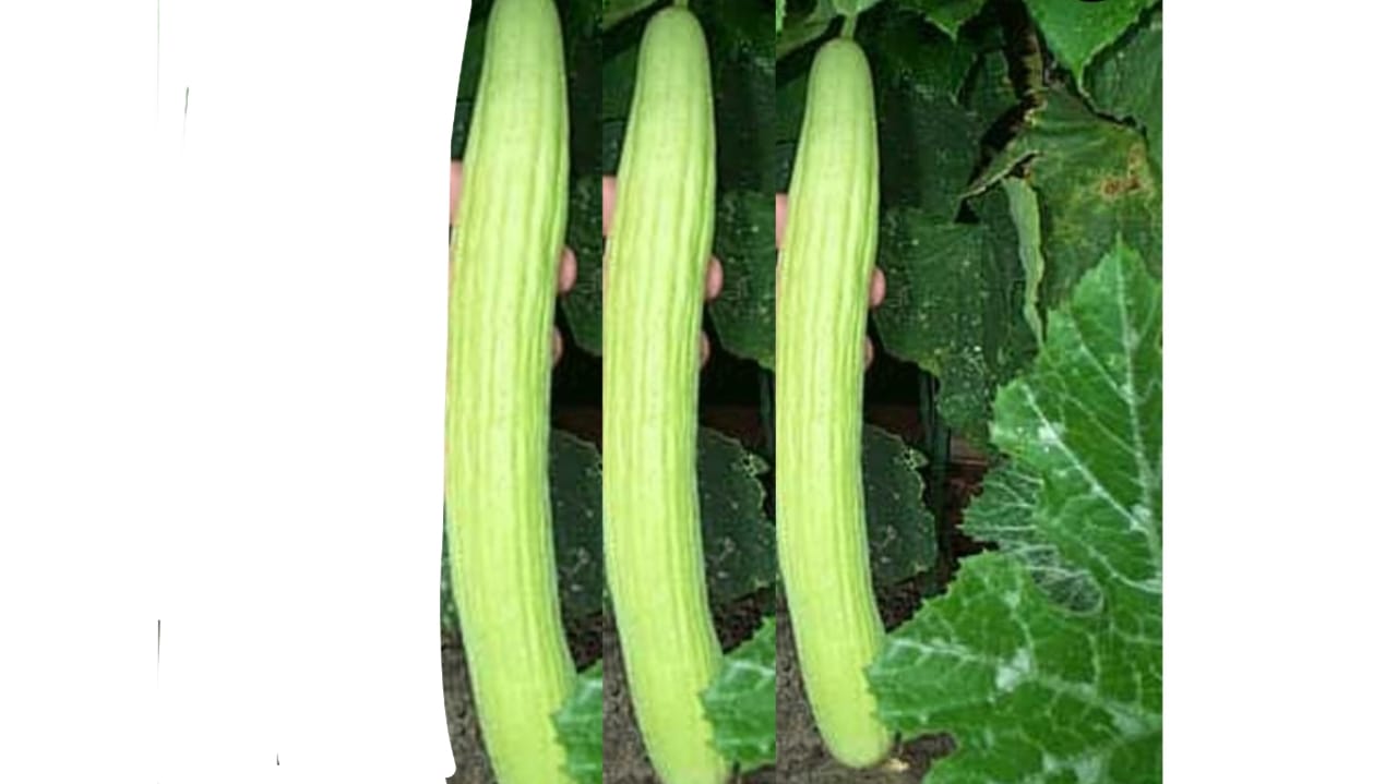 Long Cucumber – native vegetable seeds for Indian home garden