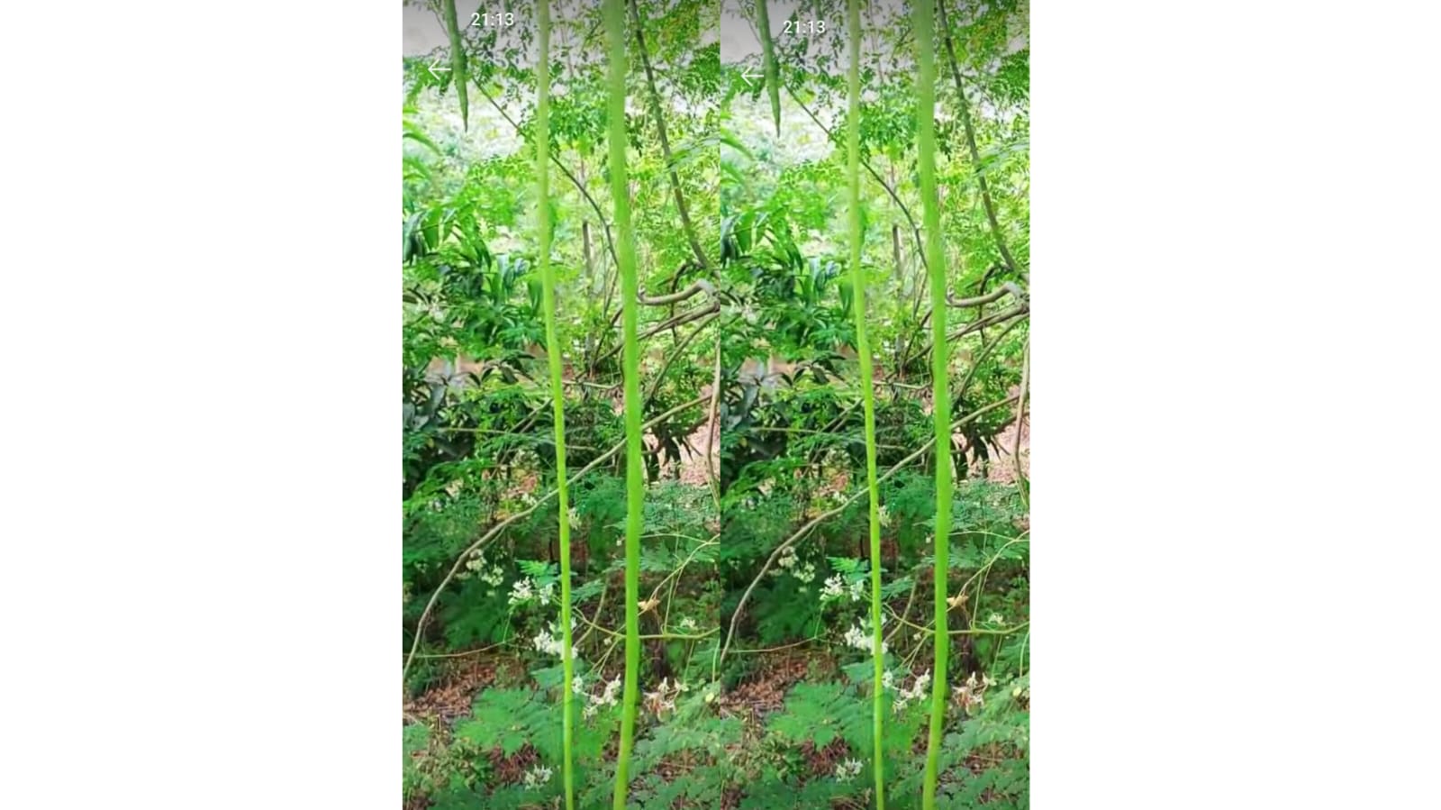 Extra Large Premium Quality Seeds 3 Feet Drumstick – native vegetable seeds for Indian home garden