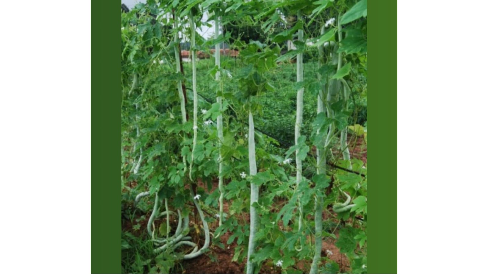 Desi White Long Snake Gourd 6 Feet – native vegetable seeds for Indian home garden