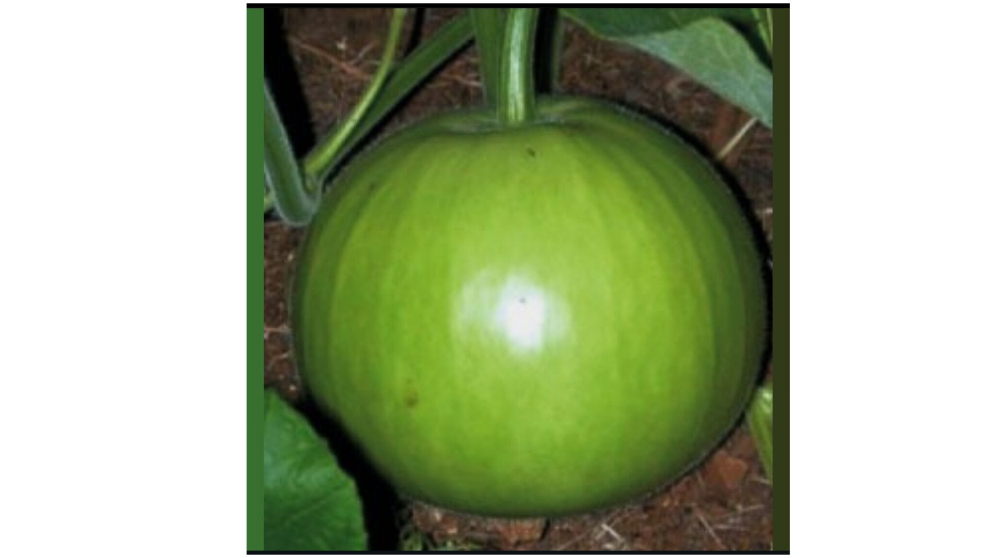 Desi Green Round Bottle Gourd – native vegetable seeds for Indian home garden