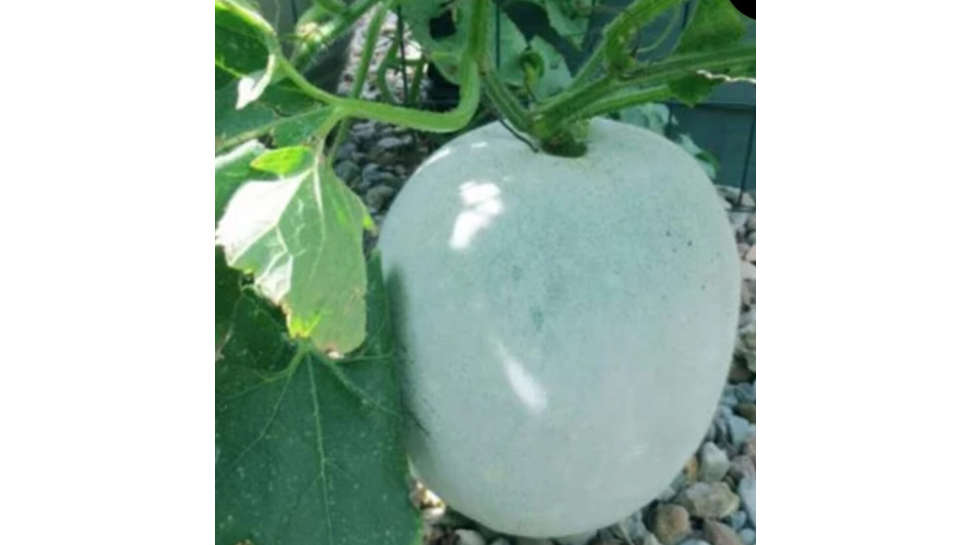 Ash Gourd Desi – native vegetable seeds for Indian home garden