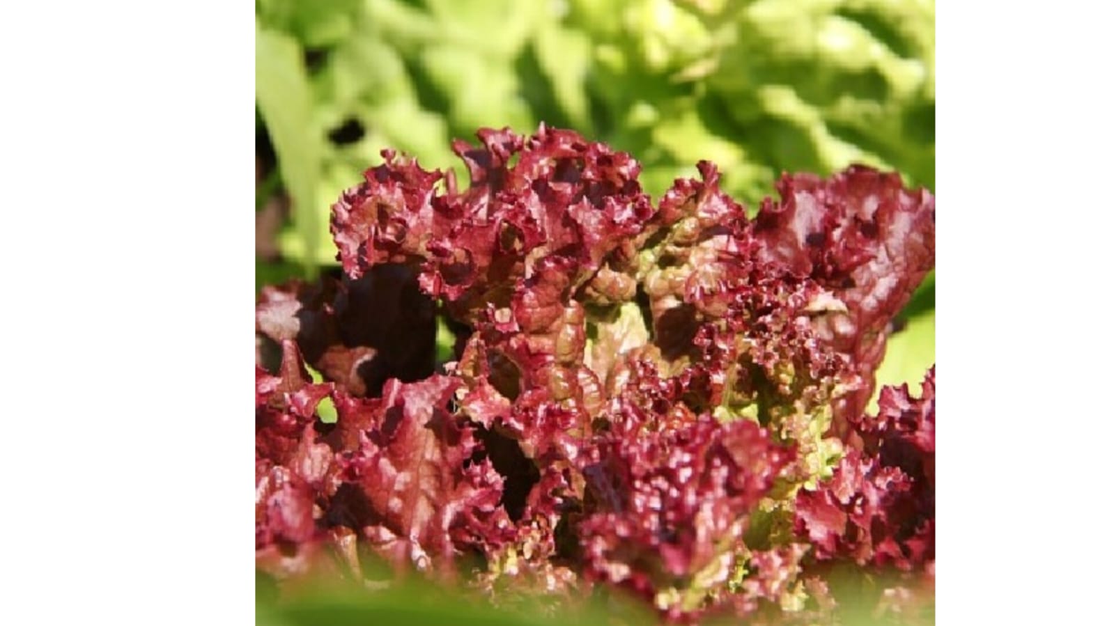 Red Lettuce