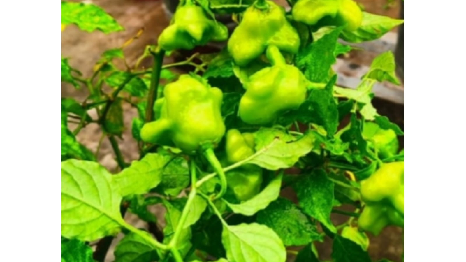 Chilli Bell Pepper