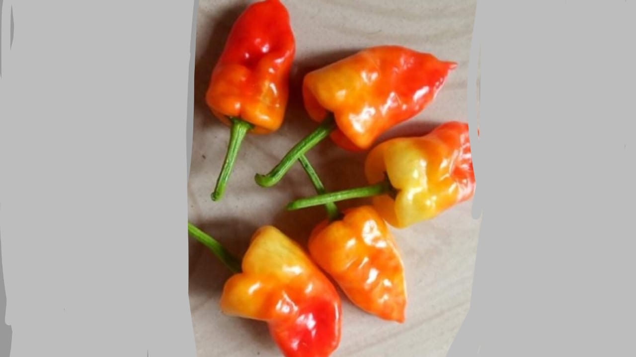 Orange Short Chilli – native vegetable seeds for Indian home garden