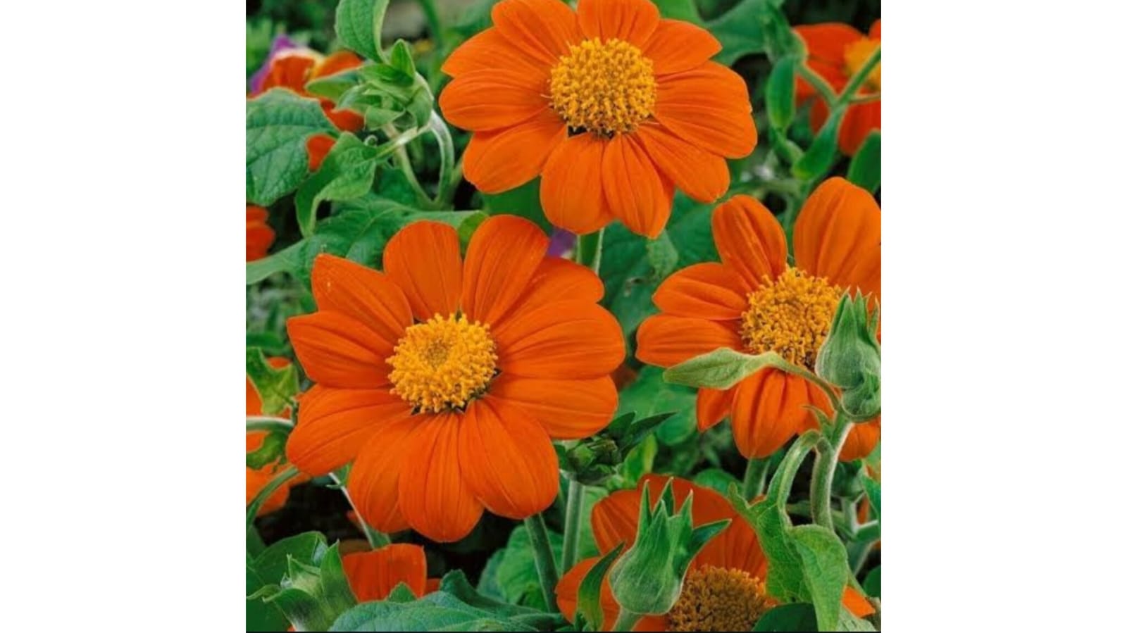 Tithonia Flower Seeds – summer flower seeds for home garden in India