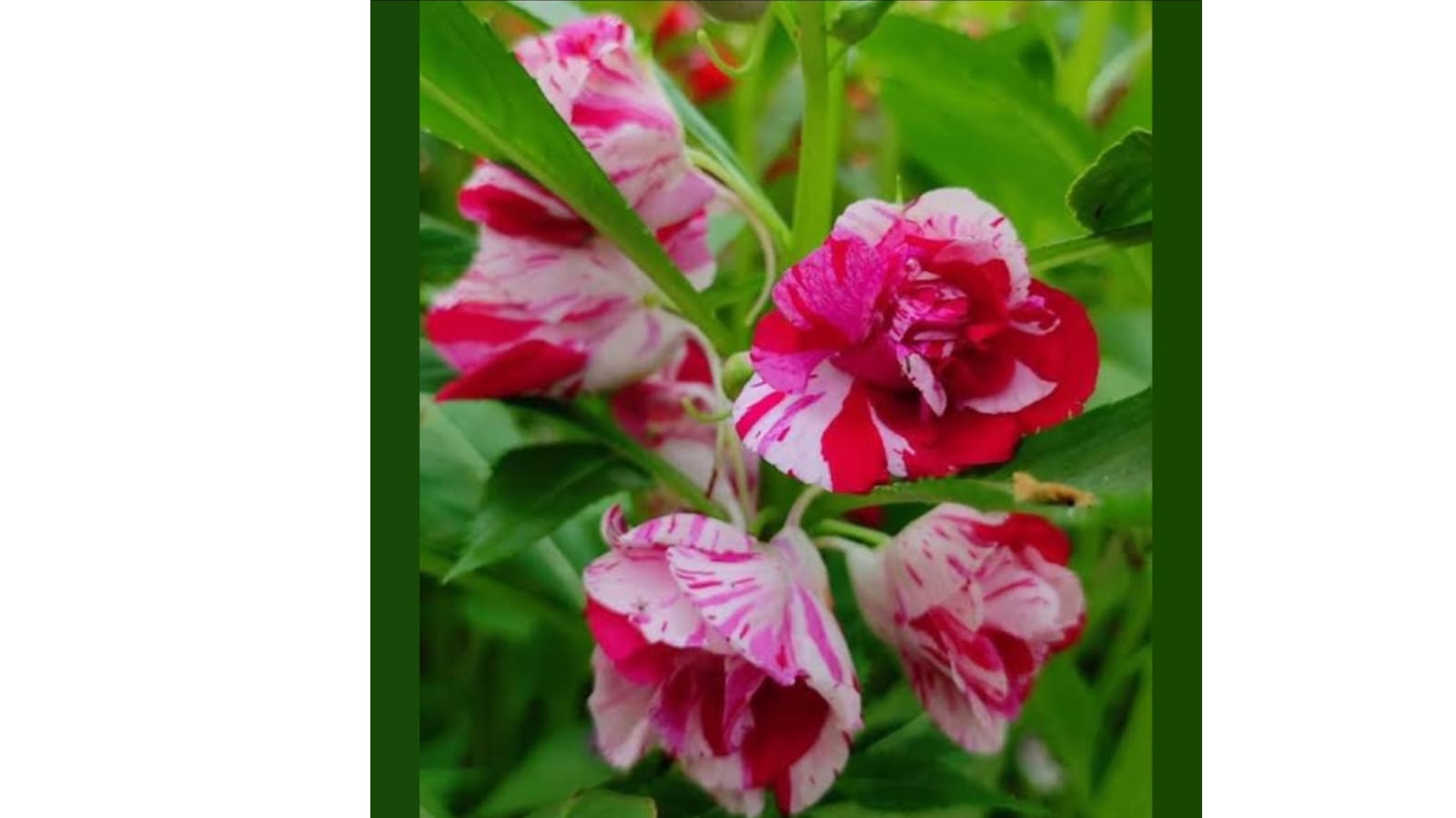 Balsam Red – summer flower seeds for home garden in India