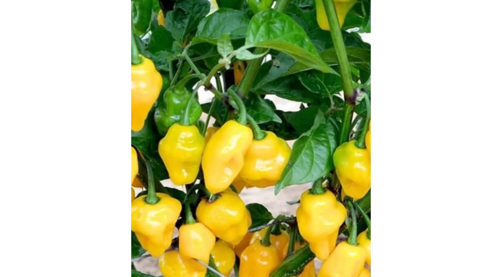 Chilli Habanero Yellow – native vegetable seeds for Indian home garden
