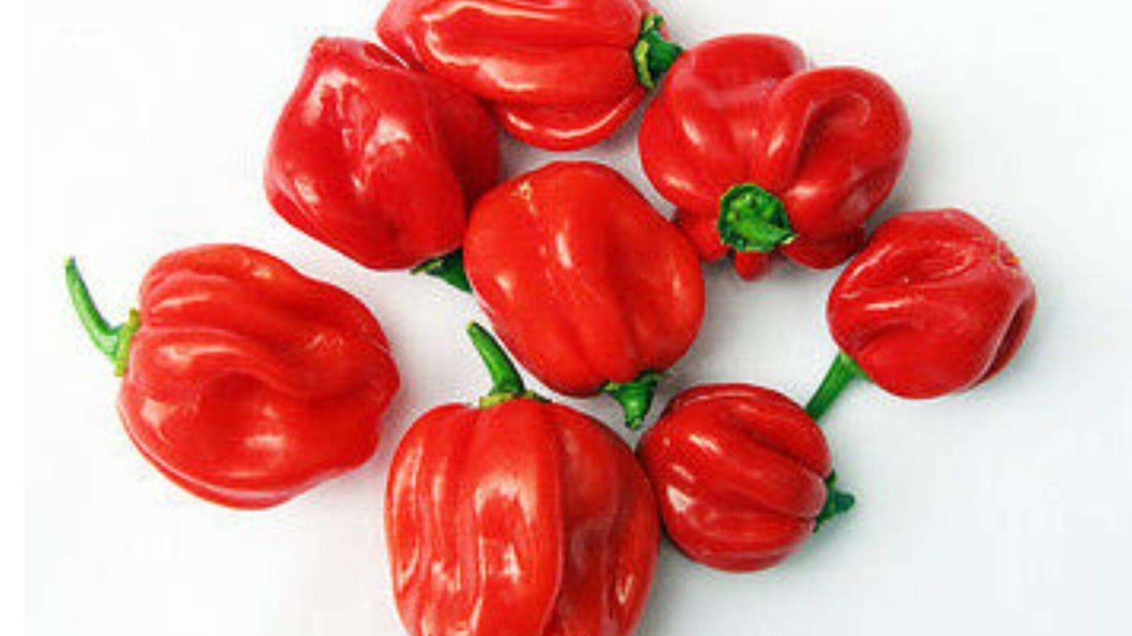 Chilli Habanero Red – native vegetable seeds for Indian home garden