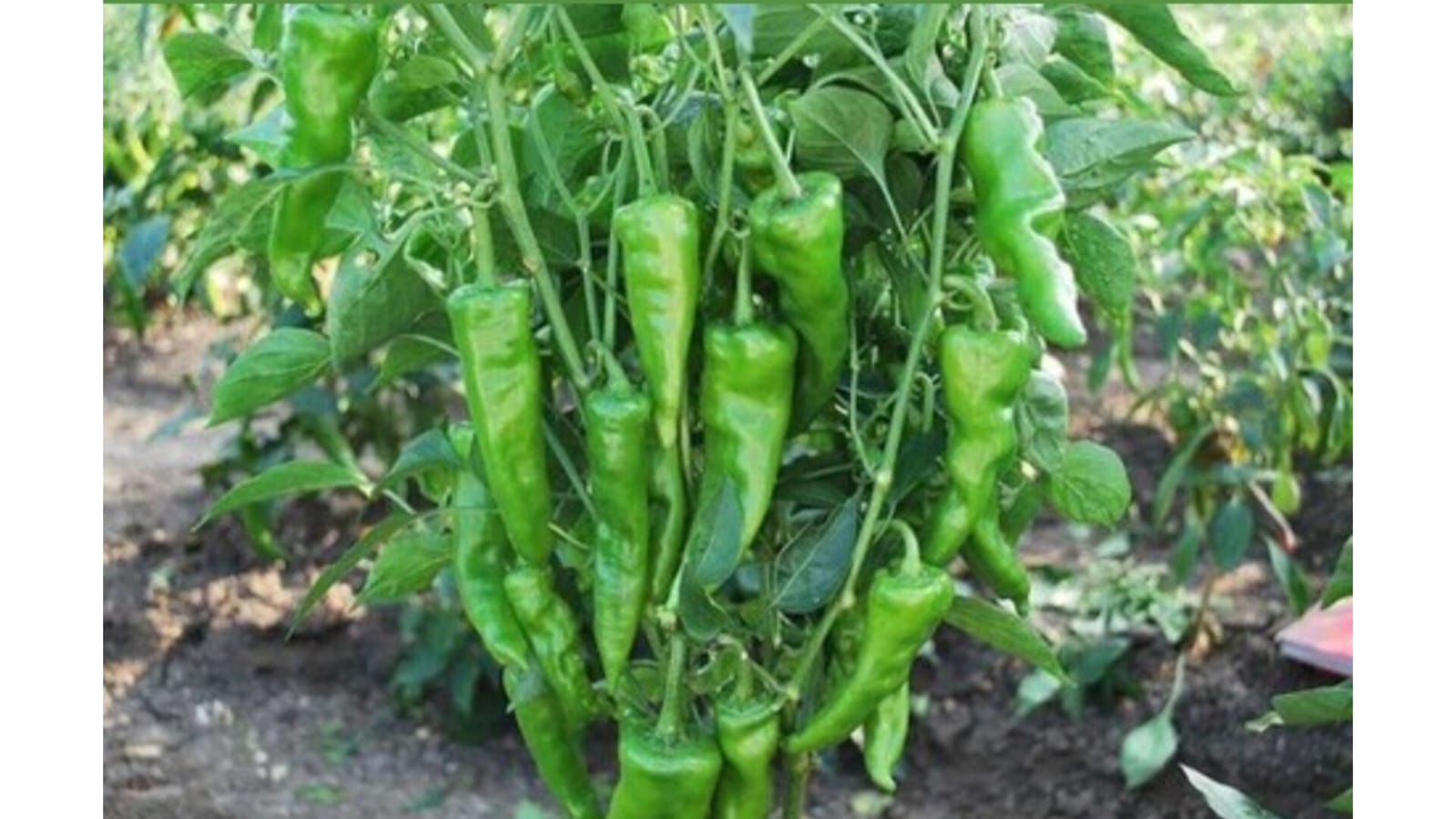 Chilli Hot Pepper – native vegetable seeds for Indian home garden