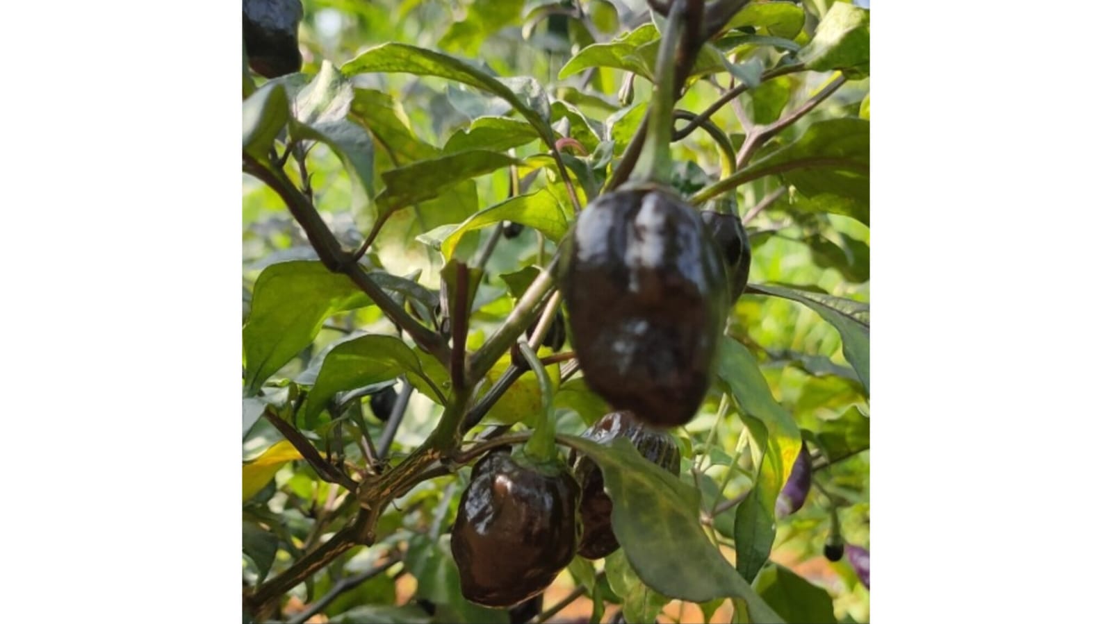 Black Round Chilli – native vegetable seeds for Indian home garden