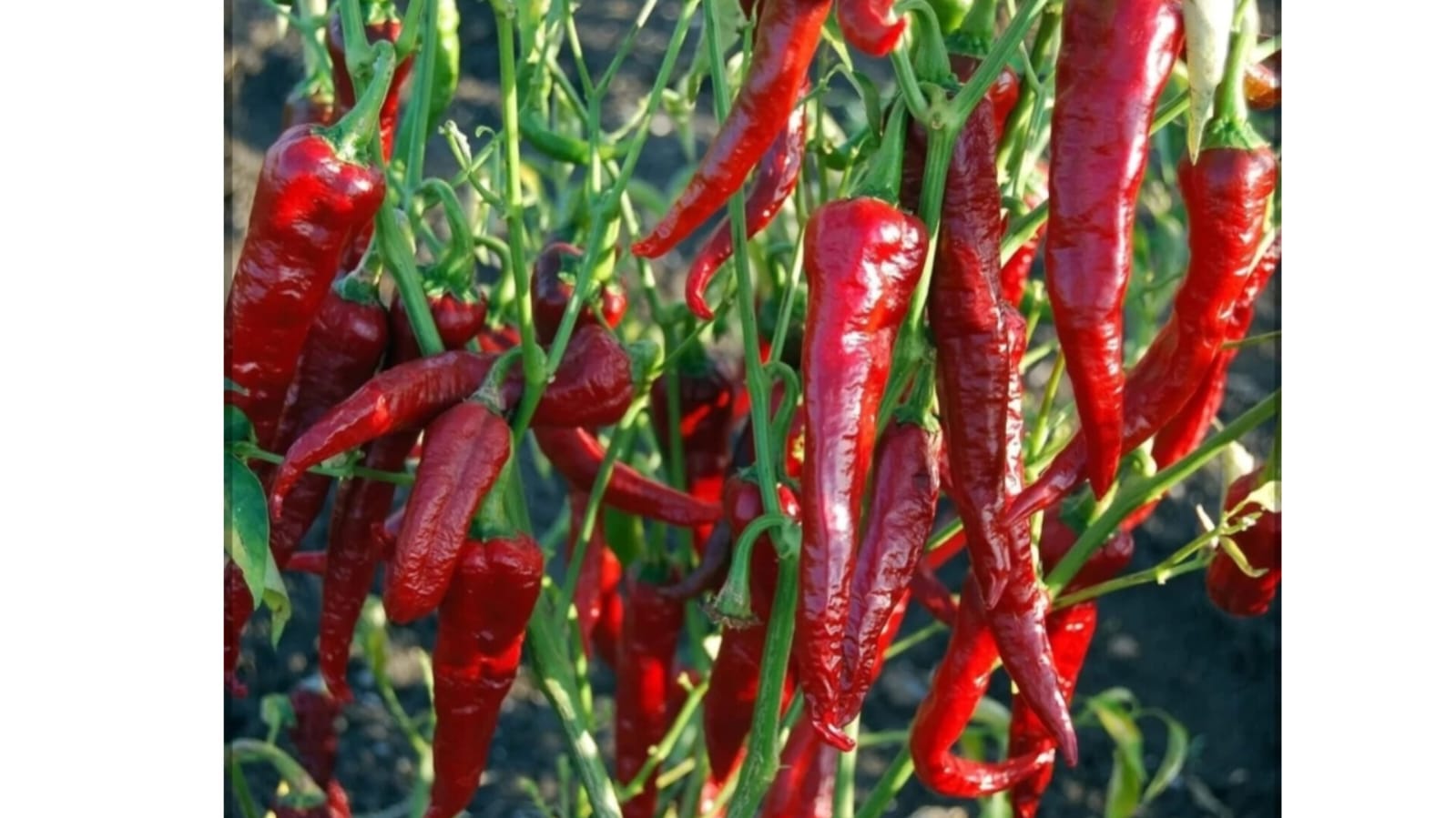 Kashmiri Chilli – native vegetable seeds for Indian home garden