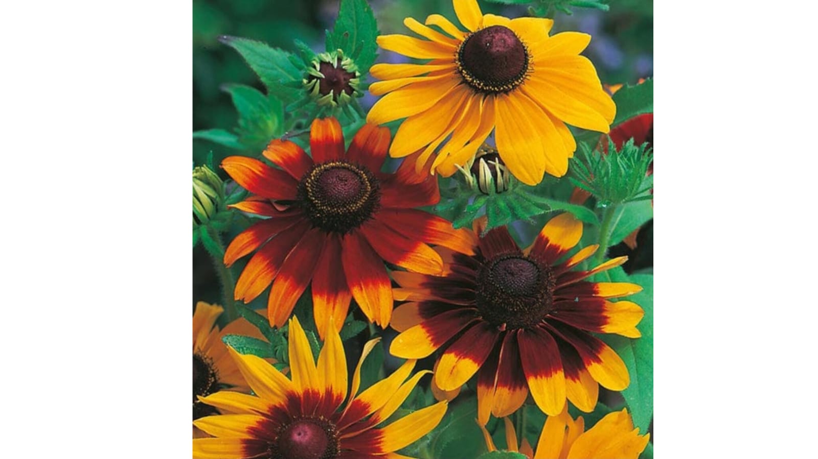 Rudbeckia Flower Seeds – summer flower seeds for home garden in India