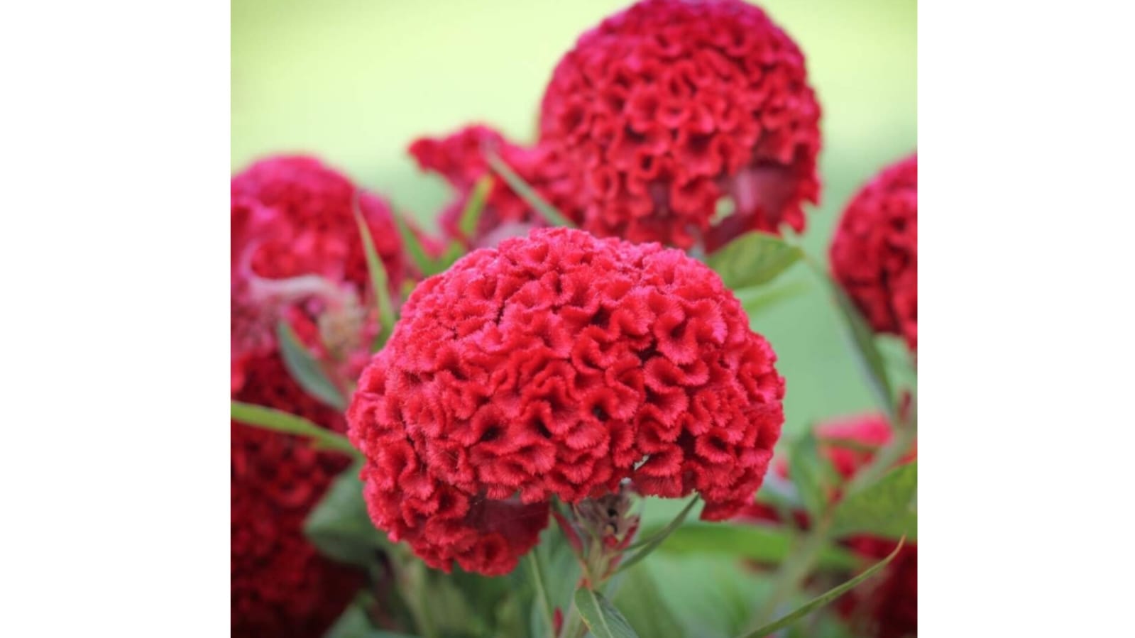 Cockscomb – summer flower seeds for home garden in India