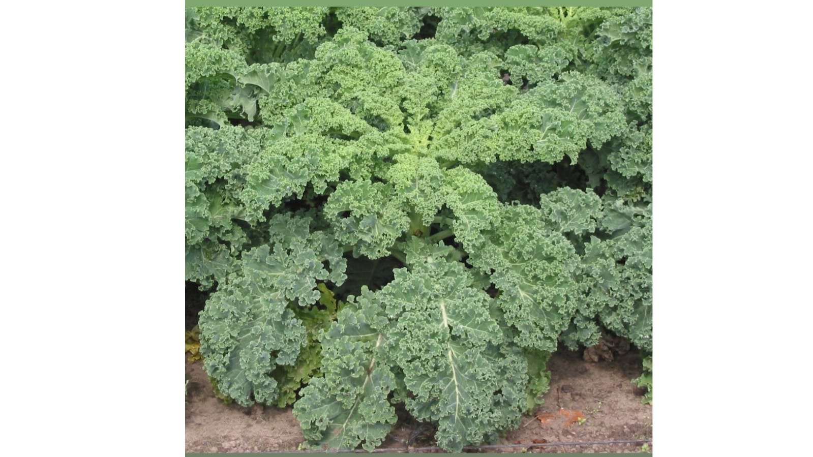 Kale seeds – buy online India