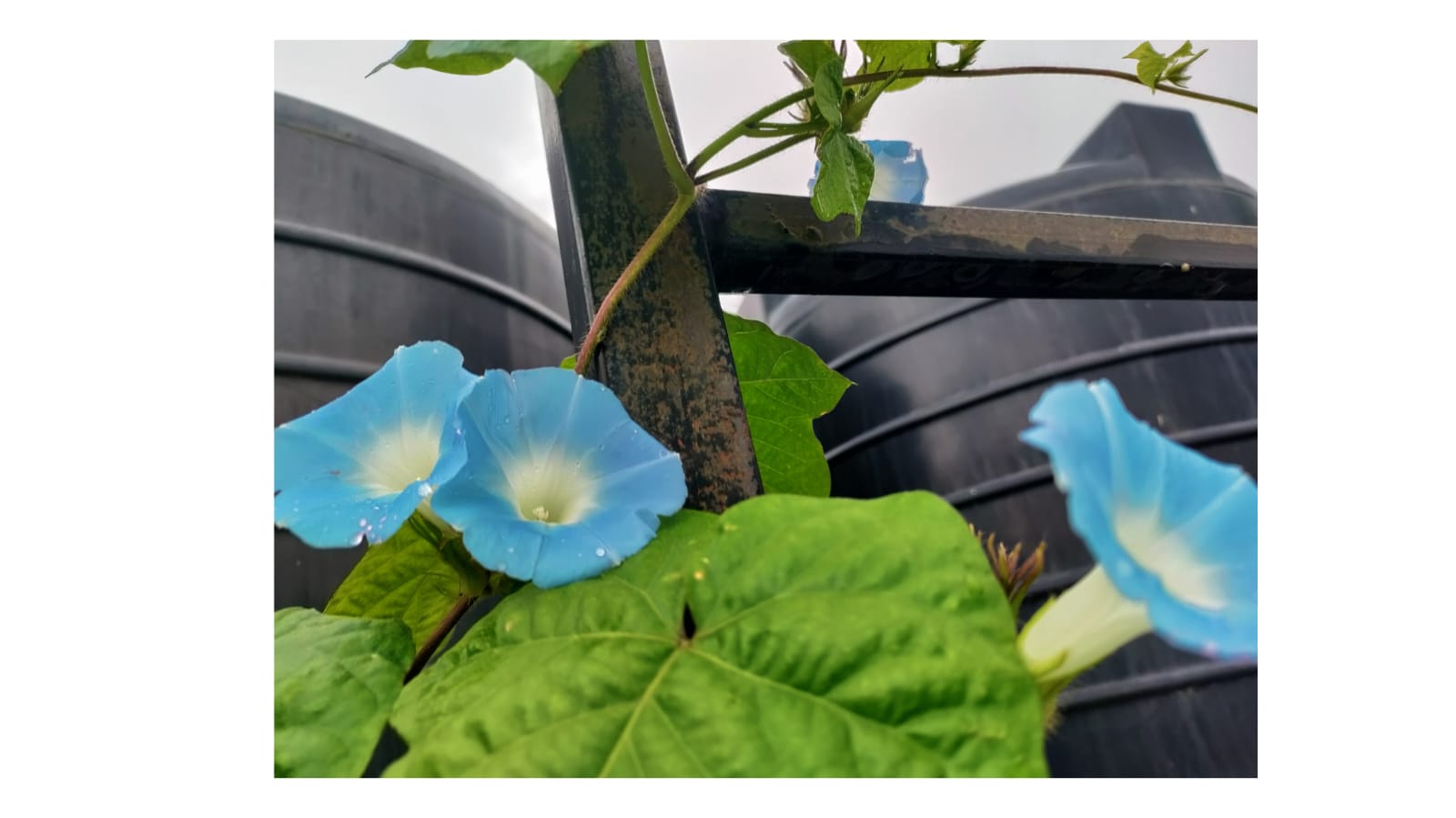 Morning Glory Sky Blue