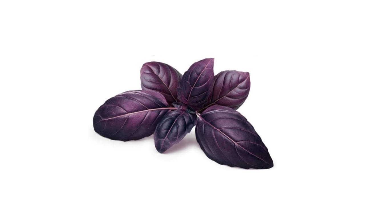 Basil Italian Purple