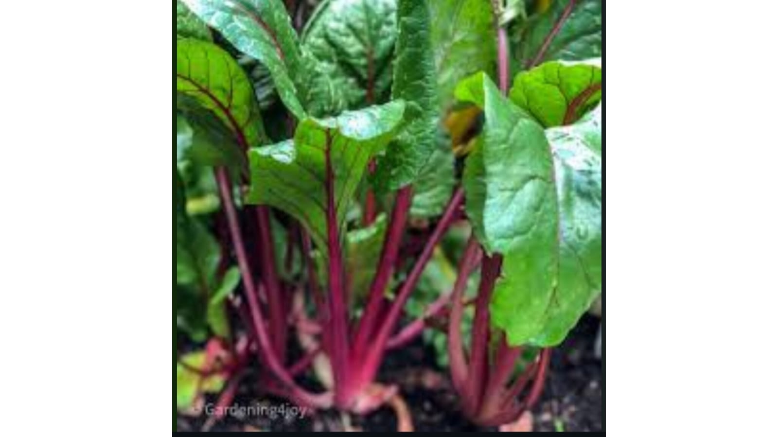 Swiss Chard Red Stem