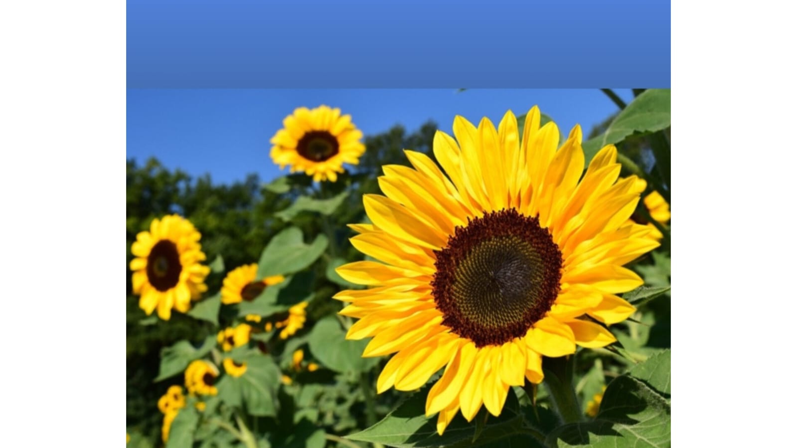 Sunflower Yellow