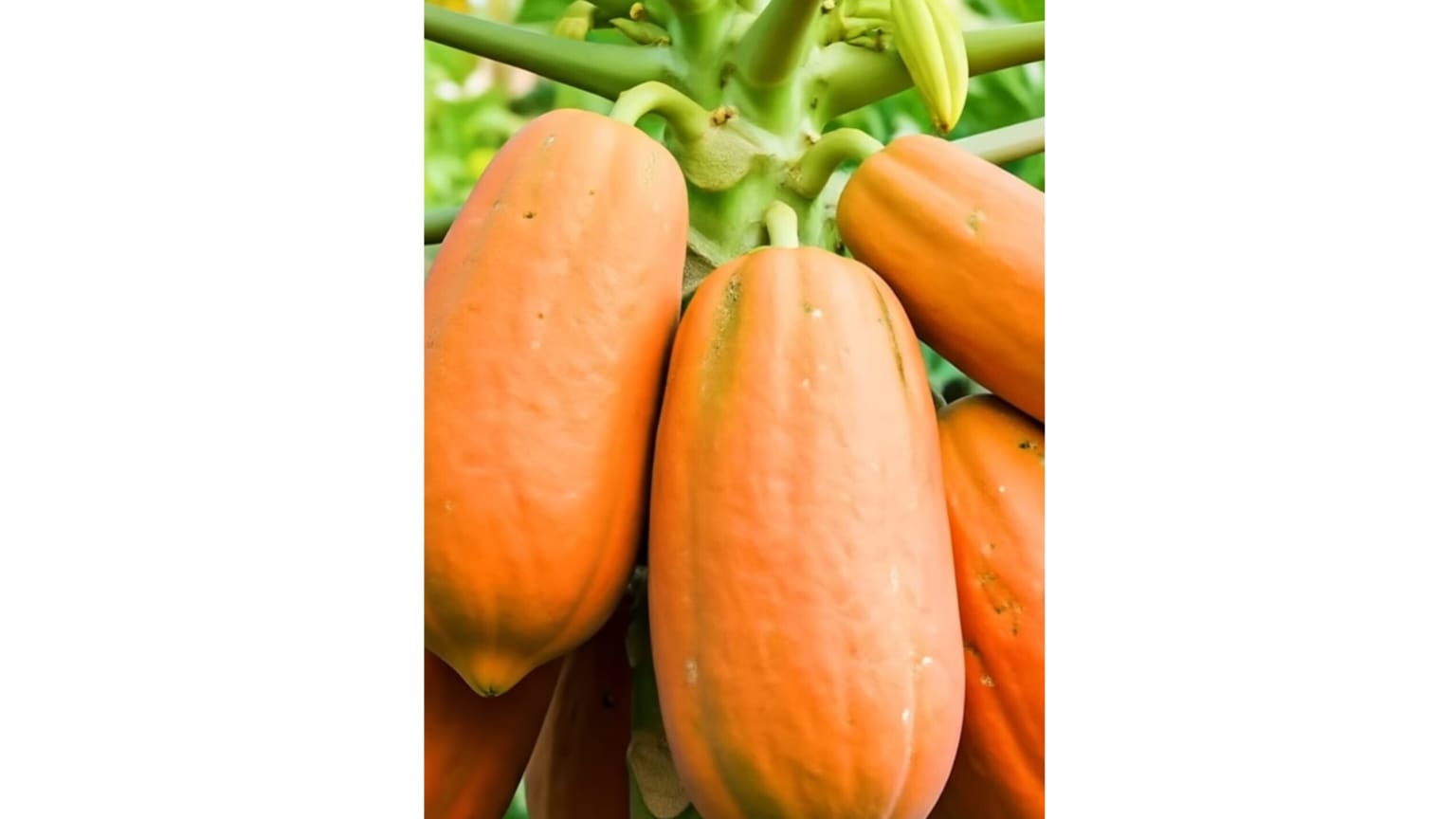 Papaya Red Lady Original Premium Quality Seeds