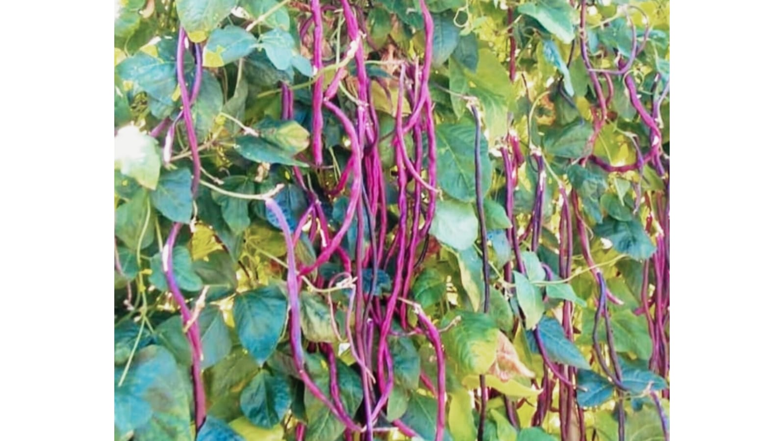 Purple Long Beans