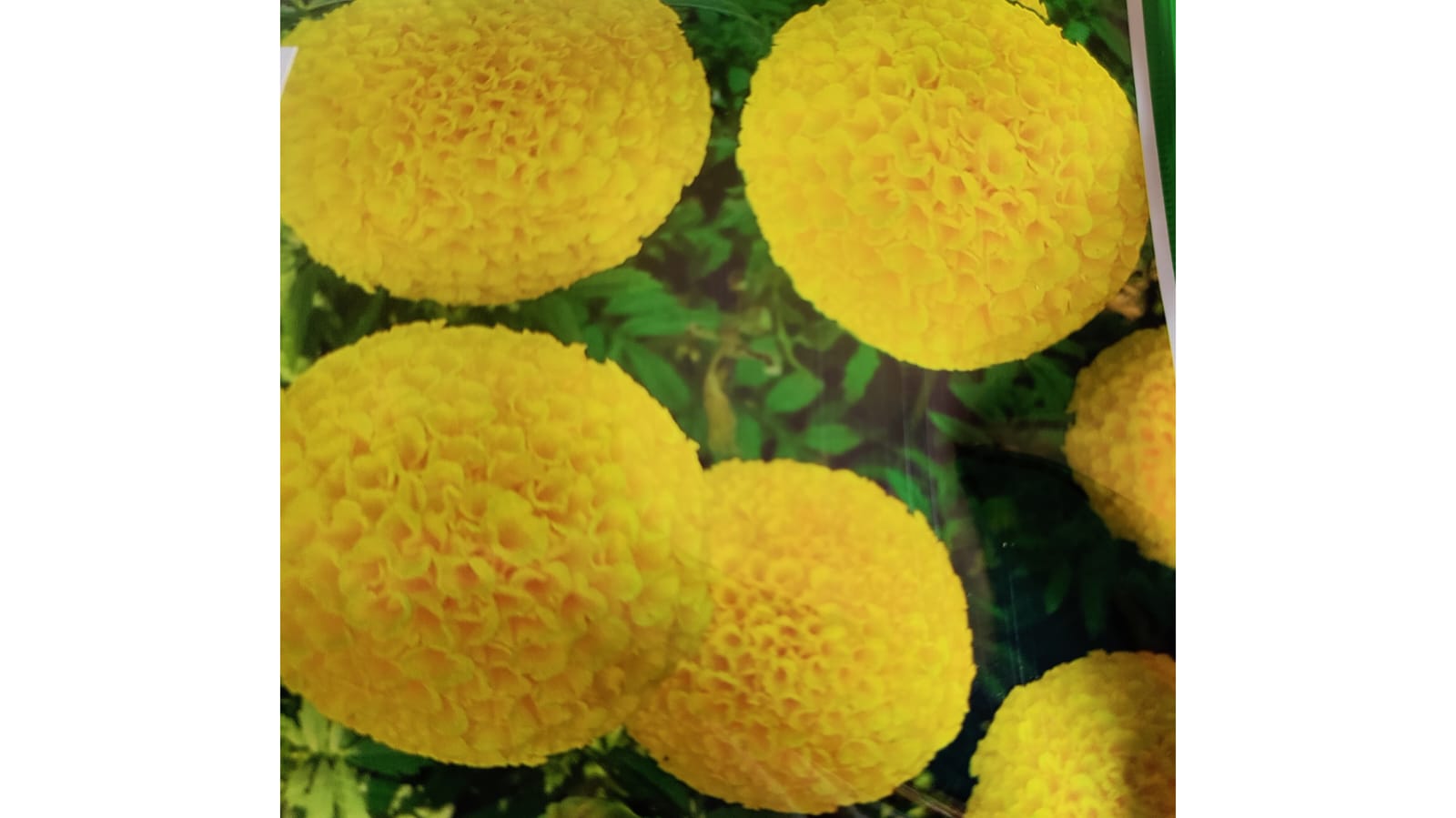 Yellow Marigold Dwarf Premium Quality Seeds