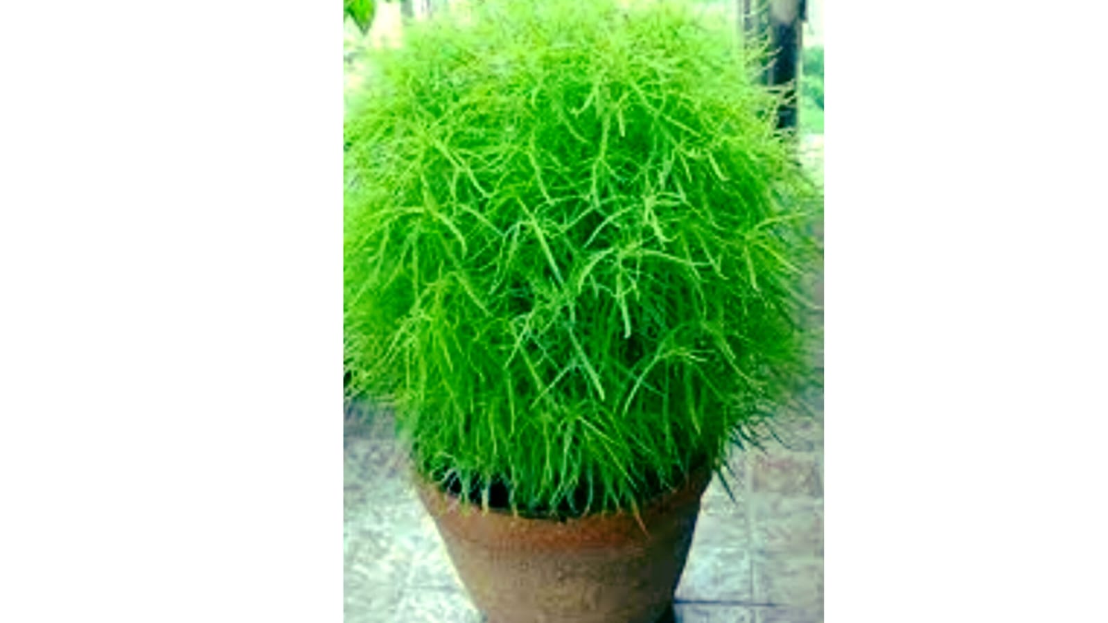 Kochia Flower Seeds – native vegetable seeds for Indian home garden