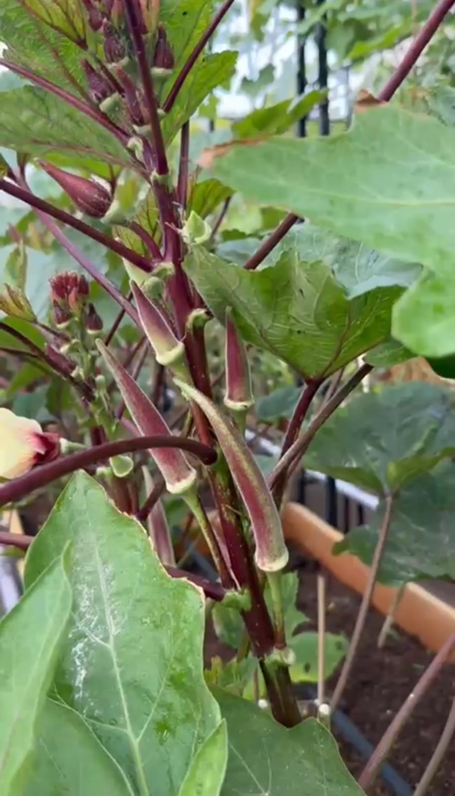 Tree Okra (5 Years Benda) – native vegetable seeds for Indian home garden