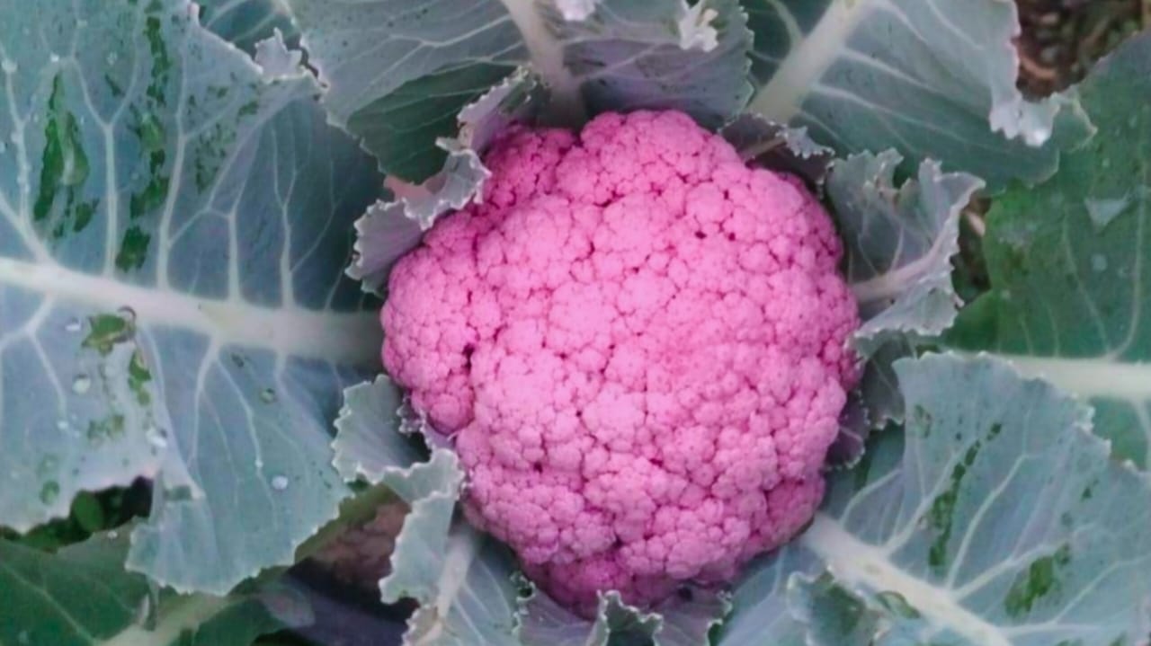 Purple Cauliflower