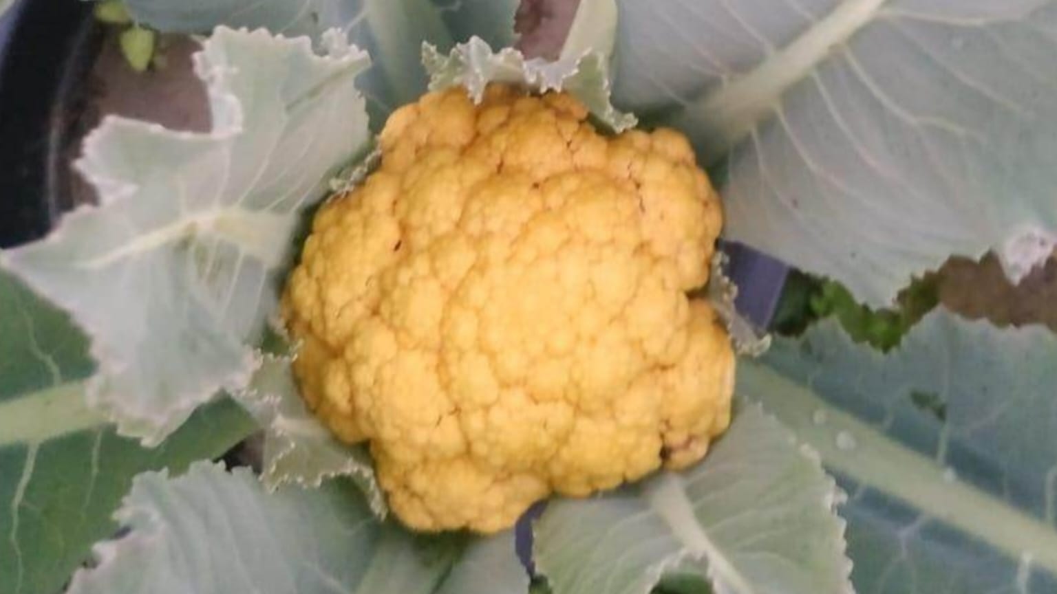 Yellow Cauliflower