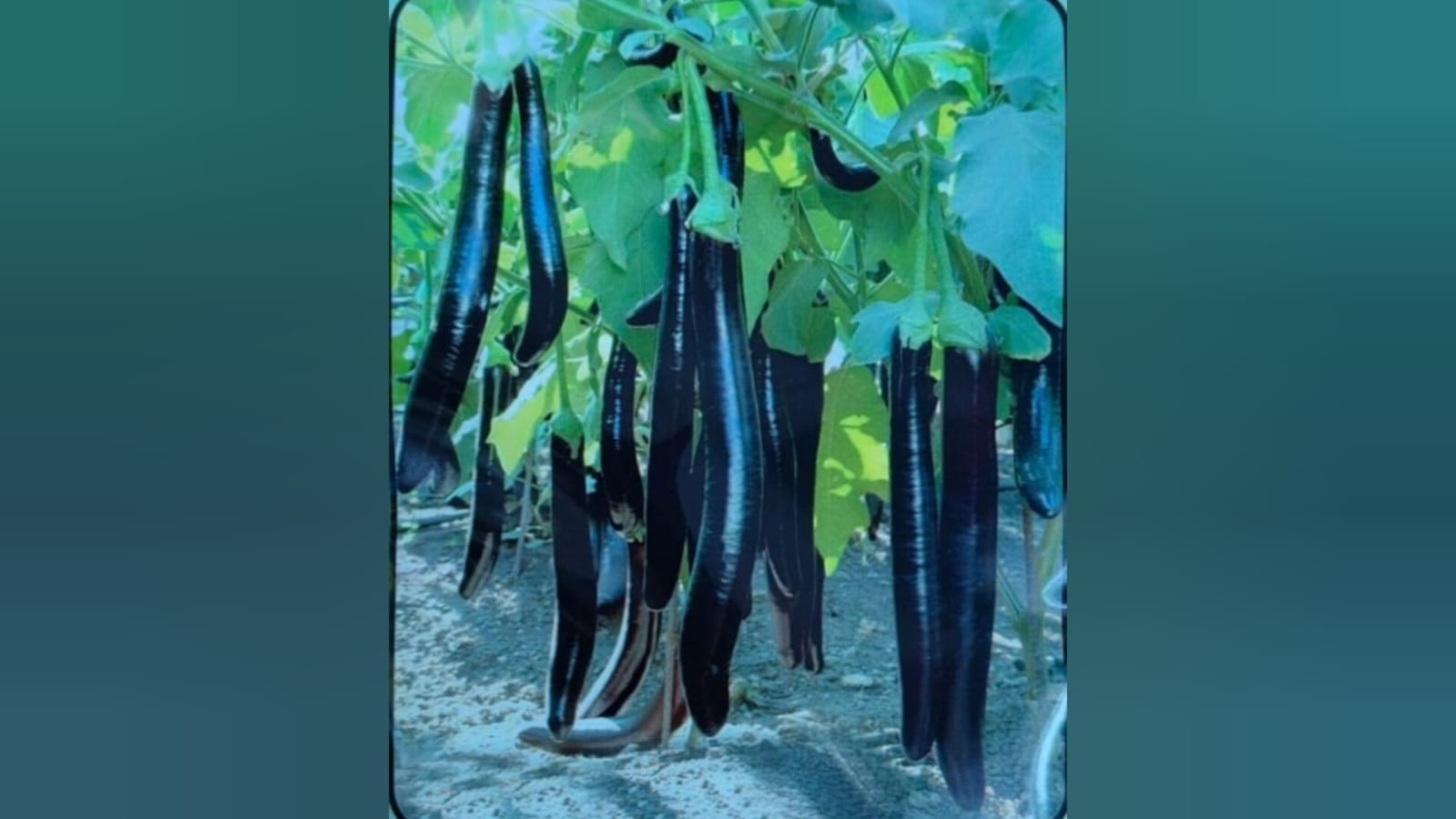 Black Long Brinjal 1Feet – native vegetable seeds for Indian home garden