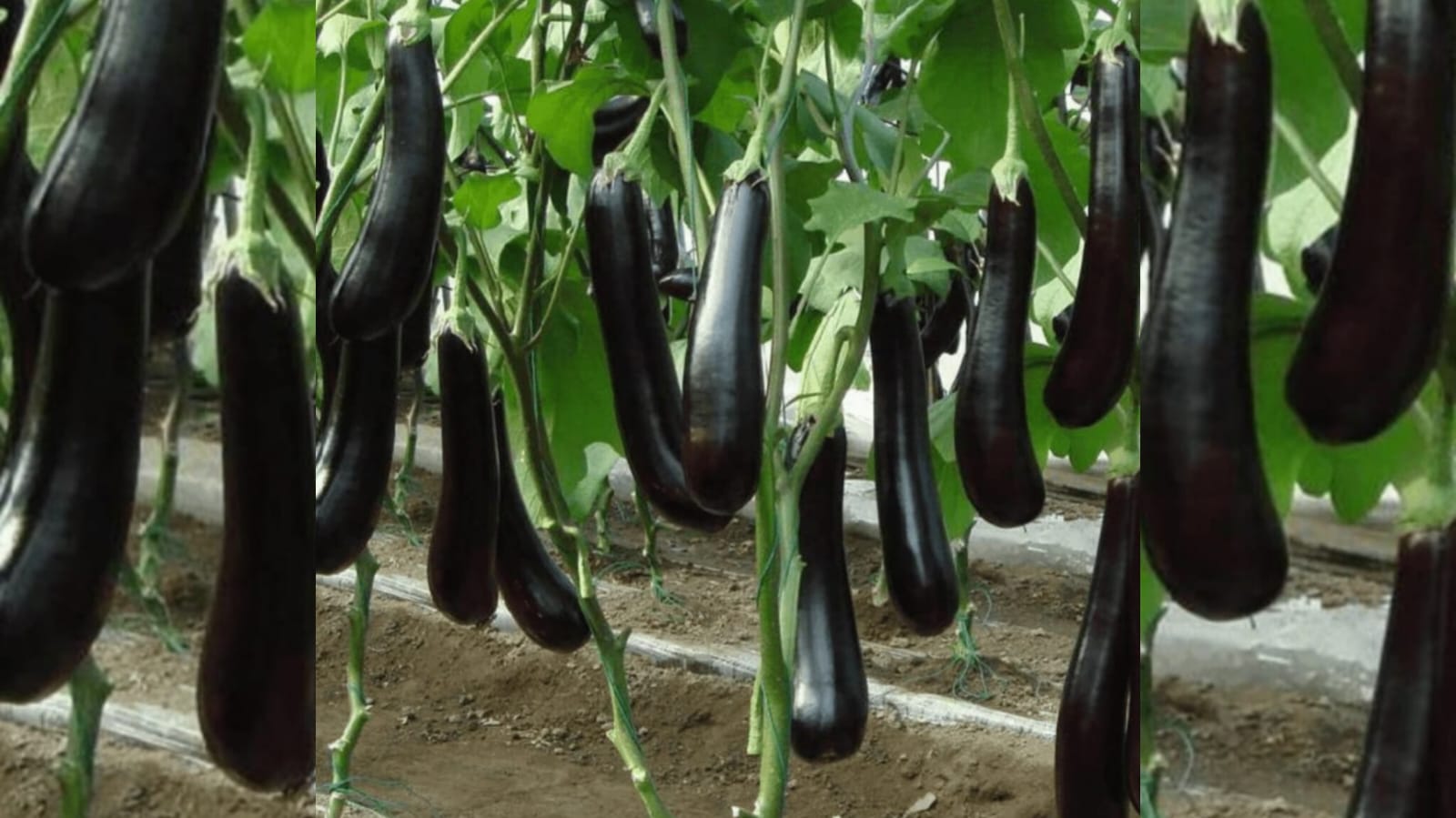 Black Buaty Medium – native vegetable seeds for Indian home garden