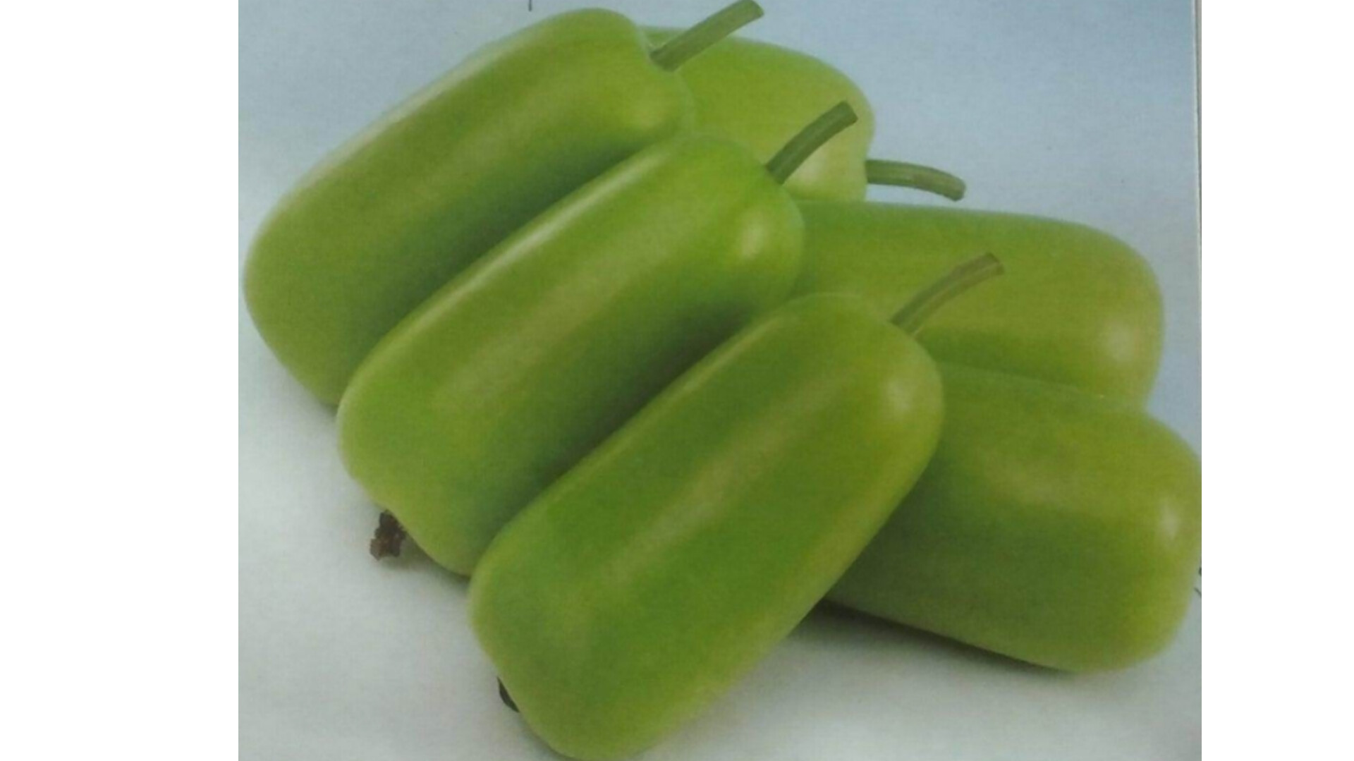Bottle Gourd Short – native vegetable seeds for Indian home garden
