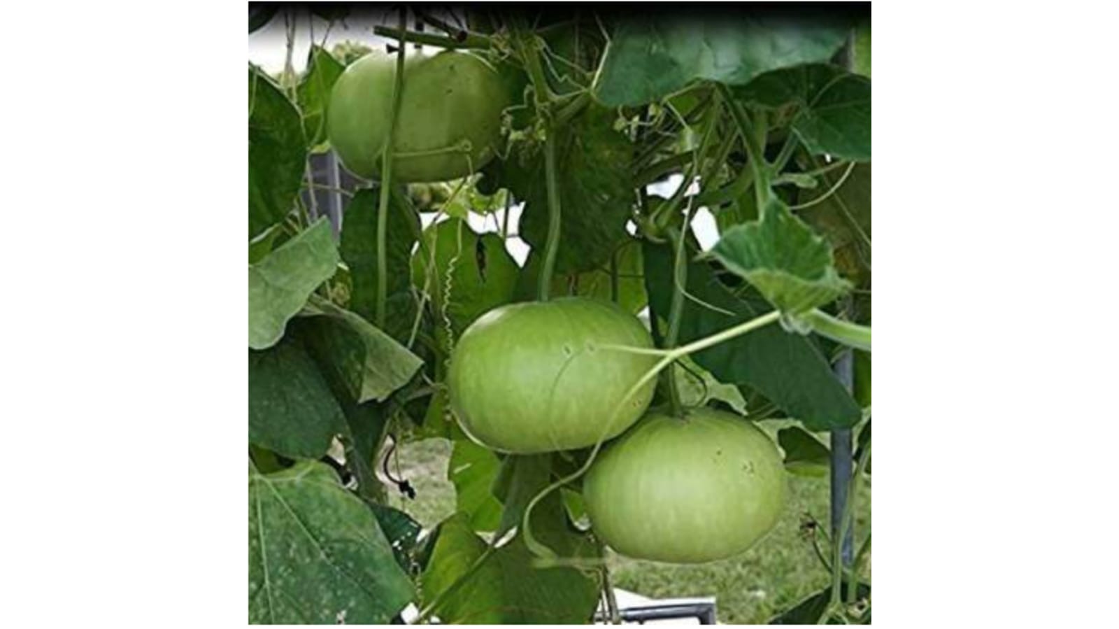 Bottle Gourd Round – native vegetable seeds for Indian home garden