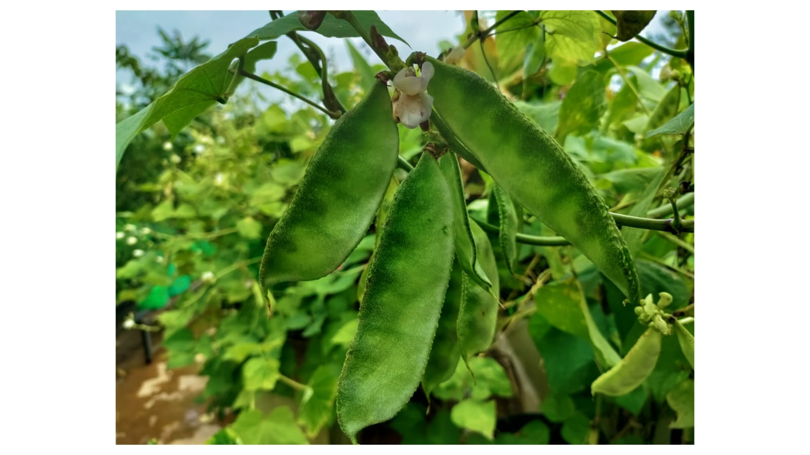 Green Vedalpu Chikkudu seeds – buy online India