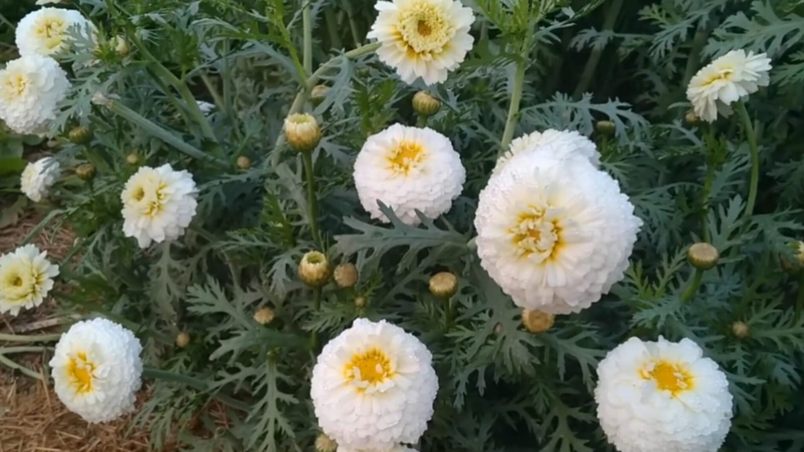 White Chandini (Bijile) Flower Premium Quality Seeds – winter flower seeds for home garden in India
