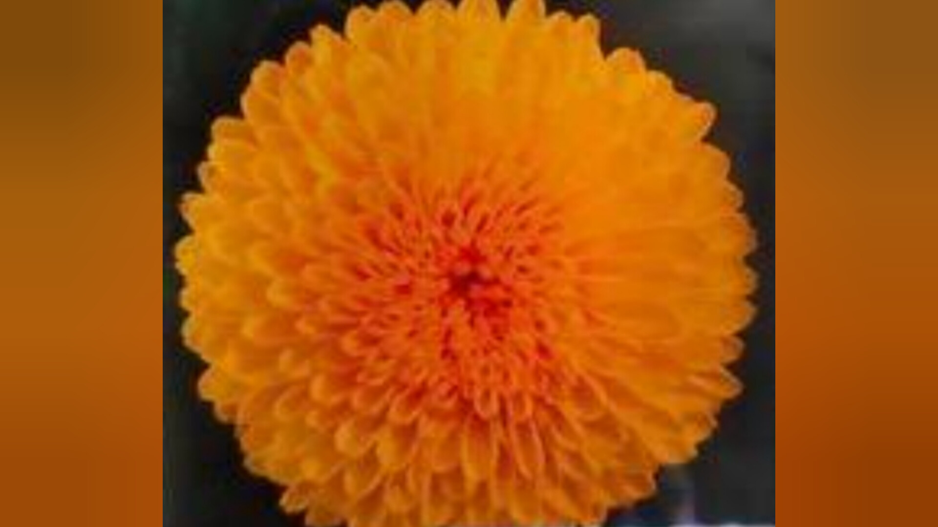 Yellow Chandini (Bijile) Flower Premium Quality Seeds – winter flower seeds for home garden in India