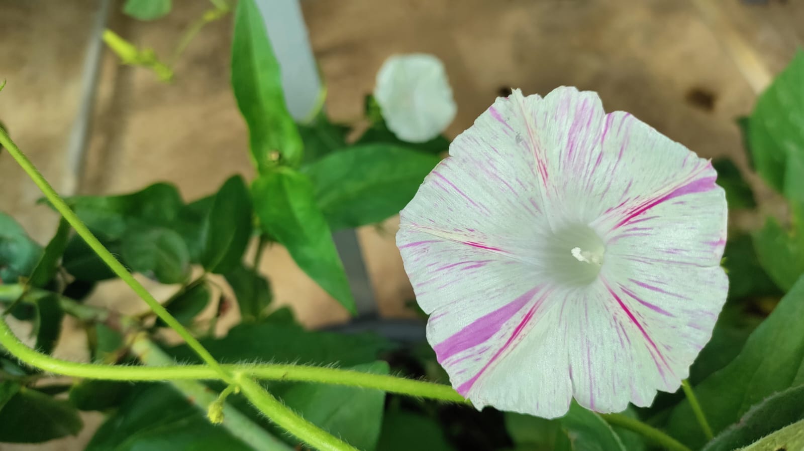 White Pink Morning Glory – winter flower seeds for home garden in India