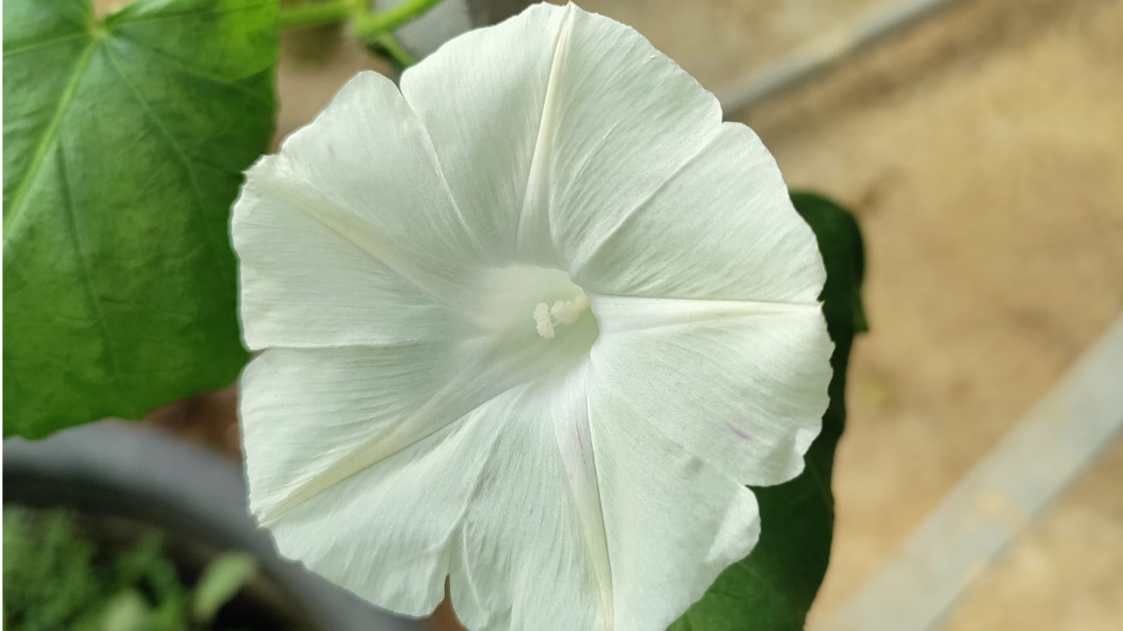 White Morning Glory – winter flower seeds for home garden in India