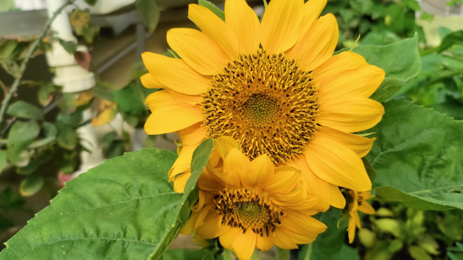 Yellow Sunflower Seeds – winter flower seeds for home garden in India