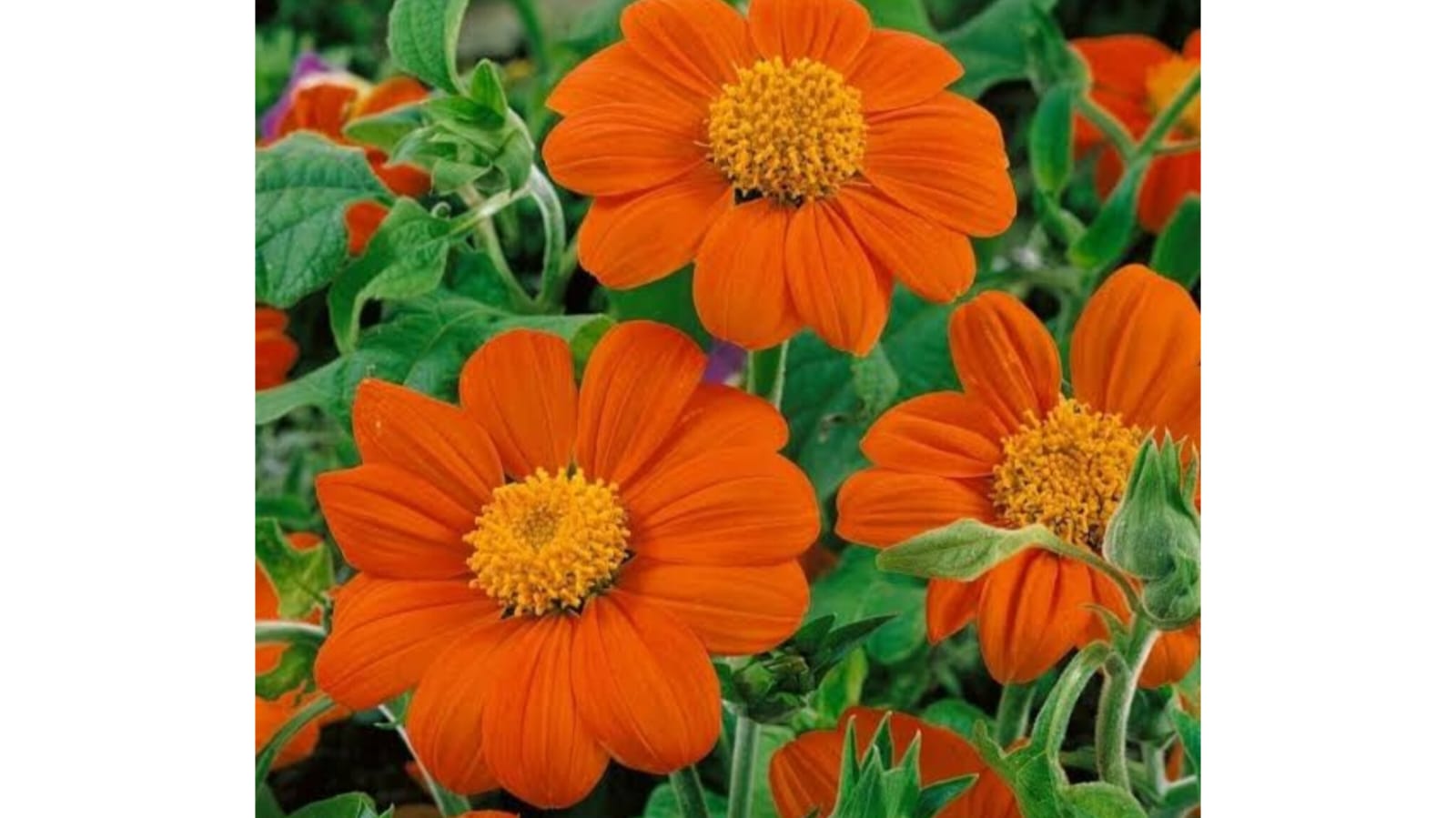 Mexican Sunflower – winter flower seeds for home garden in India