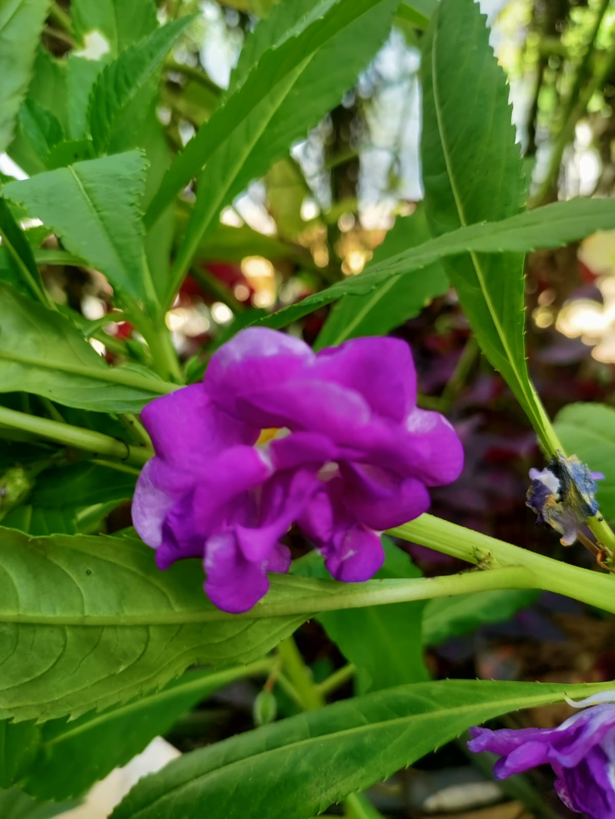 Purple Double Pettale Balsam – winter flower seeds for home garden in India