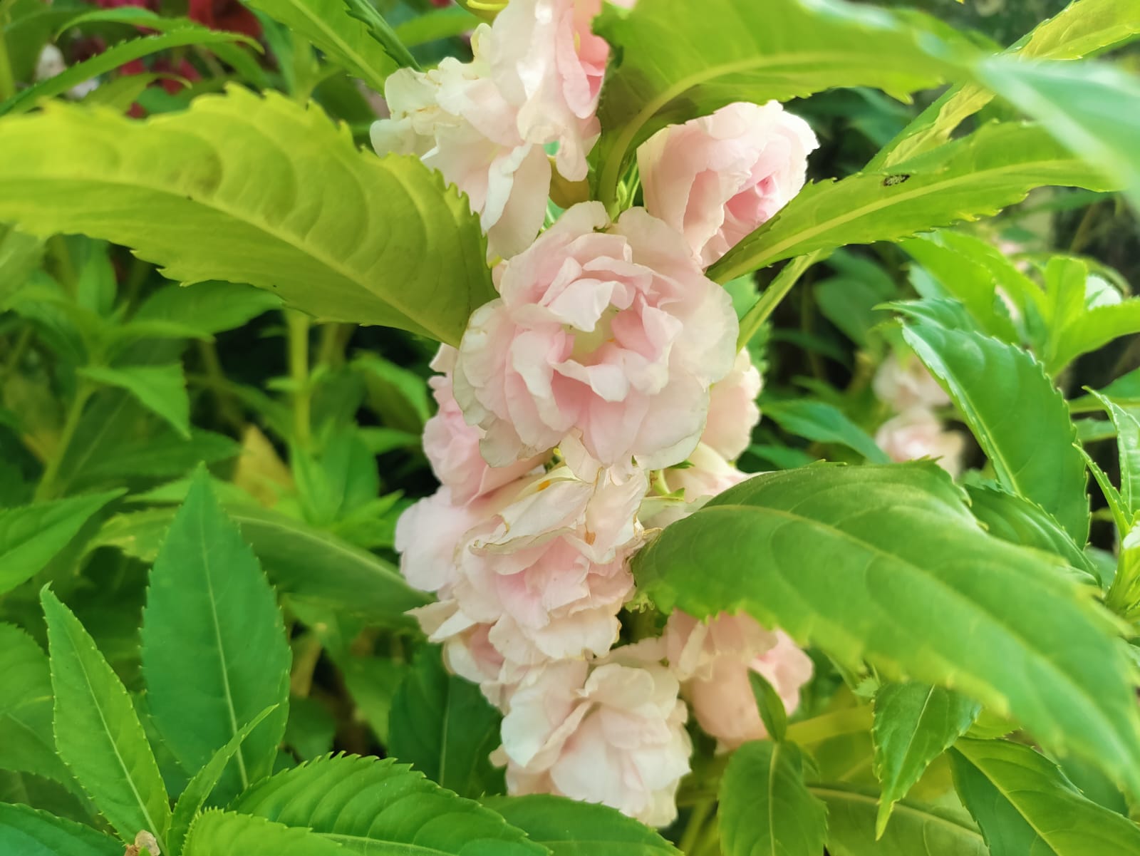 Baby Pink Double Pettale Balsam seeds – buy online India