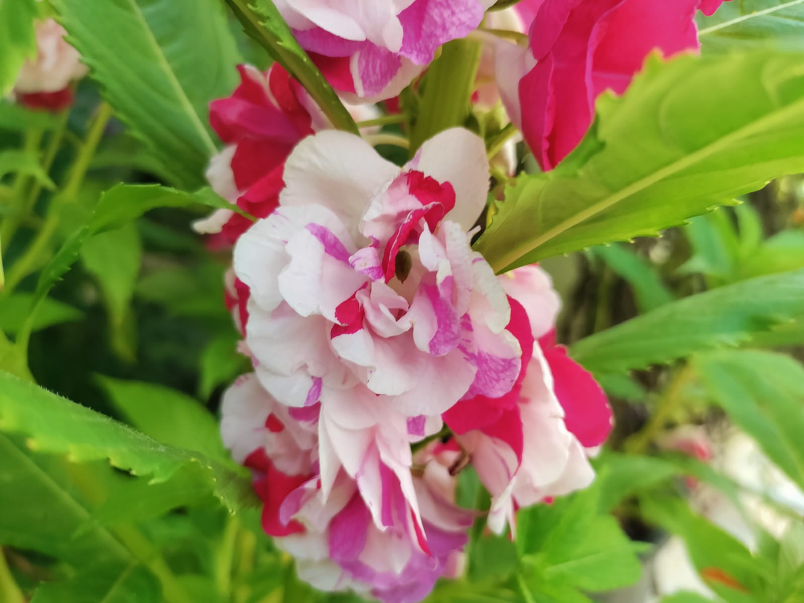 White Pink Double Pettale Balsam seeds – buy online India