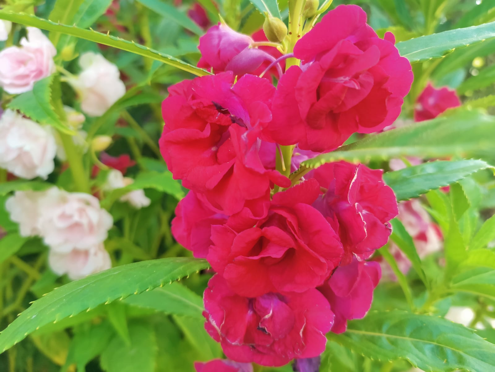 Dark Pink Double Pettale Balsam seeds – buy online India