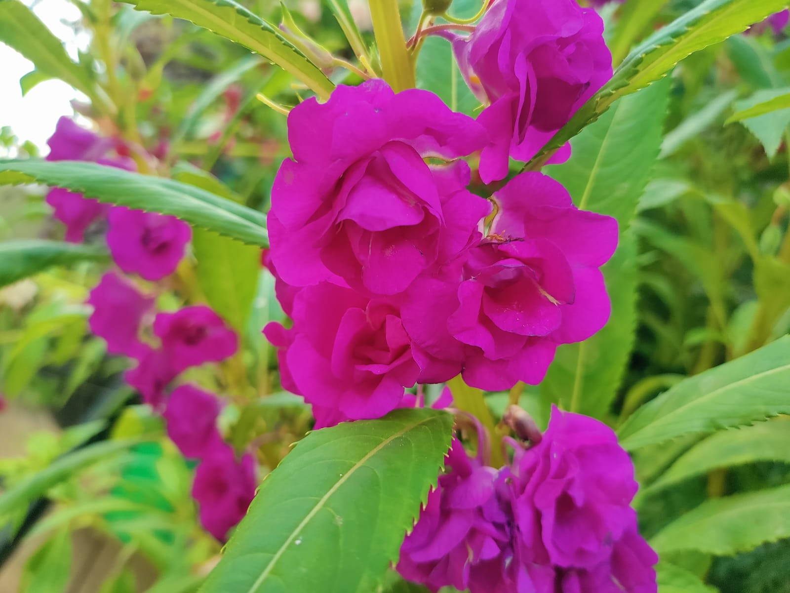 Violet Double Pettale Balsam seeds – buy online India