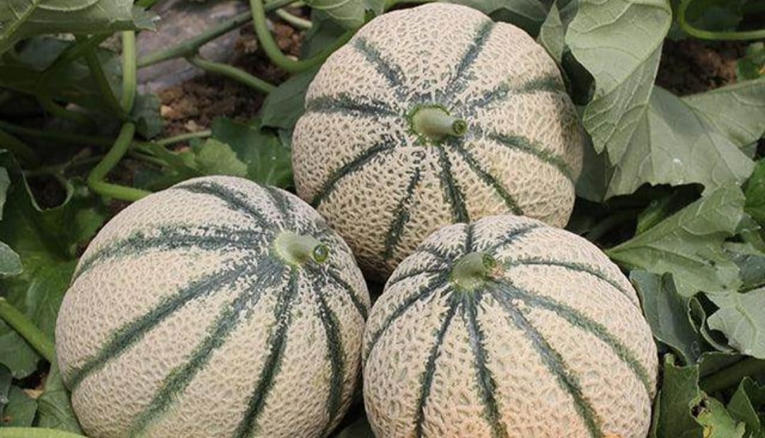 Musk Melon seeds – buy online India