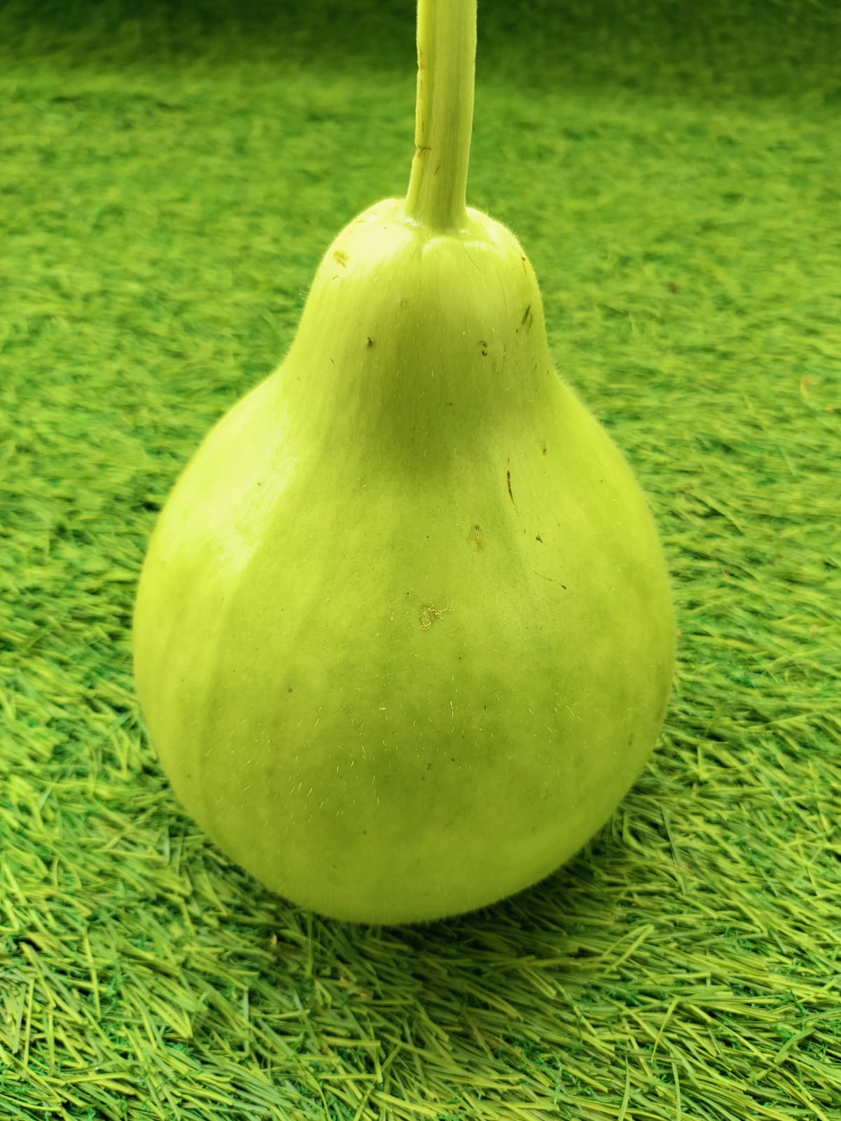 Light Green Bottle Gourd Desi – native vegetable seeds for Indian home garden