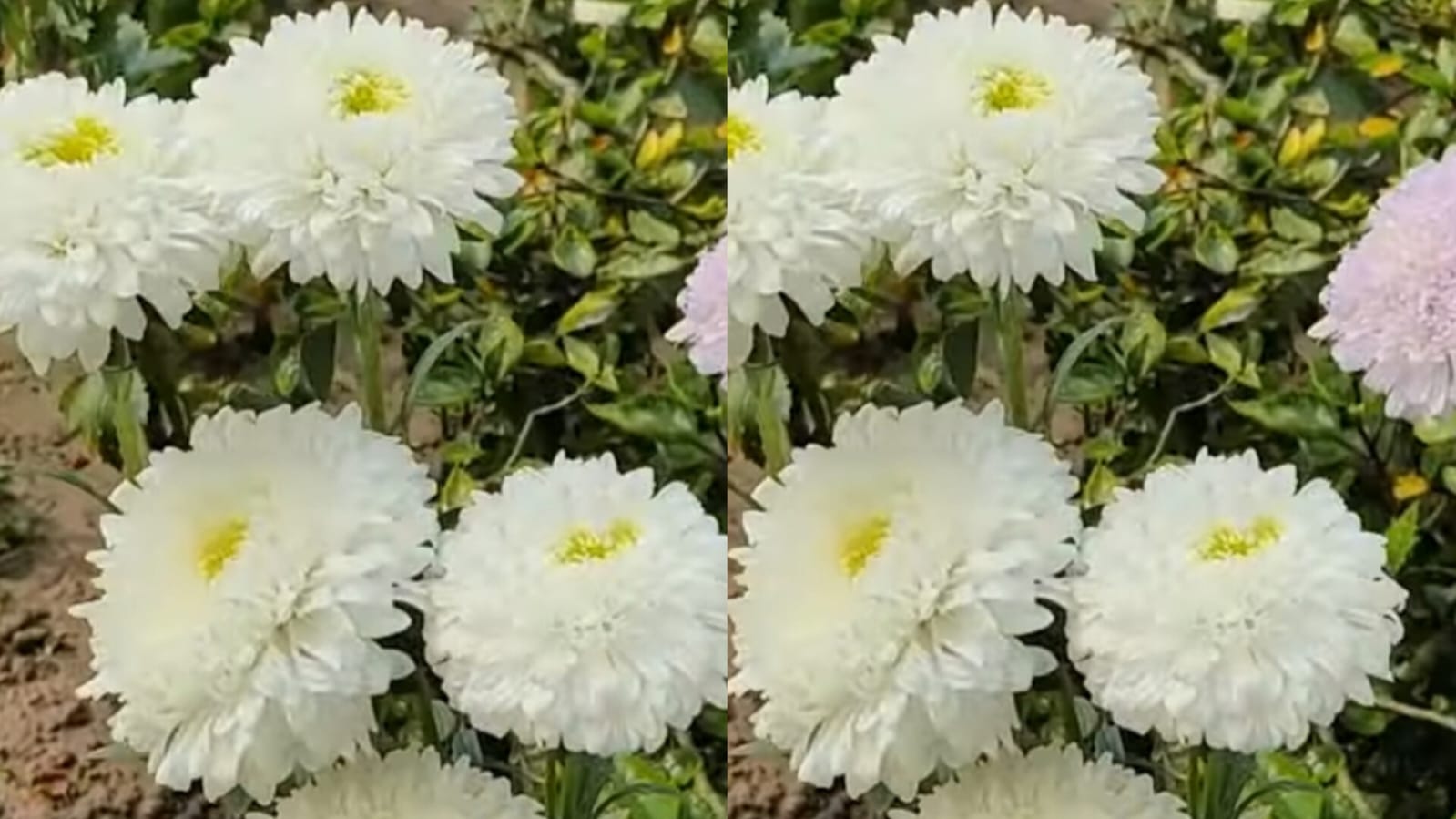 Aster White – winter flower seeds for home garden in India